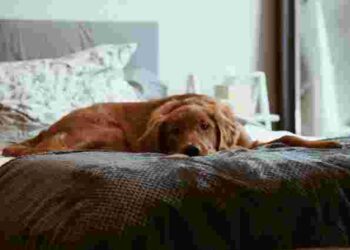 Потрібно зробити 6 кроків: як швидко позбутися запаху собаки у домі