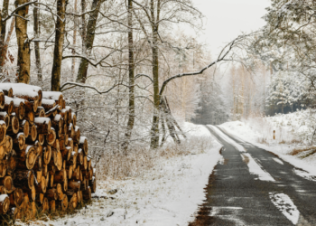 Заготівля дров в Україні — що можна забирати з лісу у 2026 році