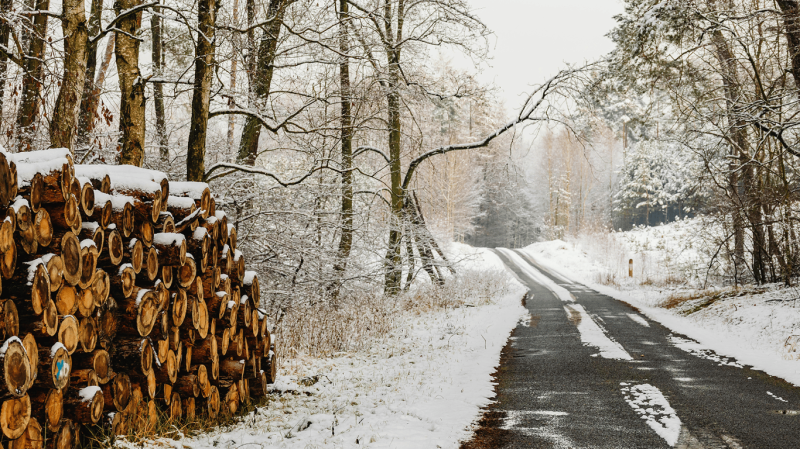 Заготівля дров в Україні — що можна забирати з лісу у 2026 році
