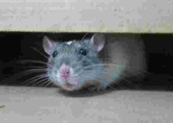 Навіщо розкладати вату по будинку і в гаражі взимку: відлякуємо мишей