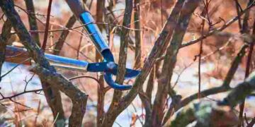 Не відкладайте до весни: які роботи в саду можна виконати завдяки теплій зимі