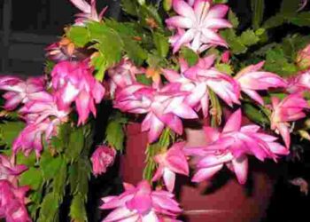 Різдвяник радуватиме квітами всю зиму: треба лише одна таблетка, яка є в кожній аптечці