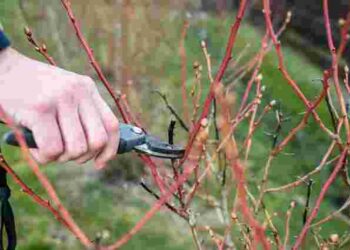 Зимове обрізання рослин: 8 культур, які обов’язково потрібно обробити в грудні