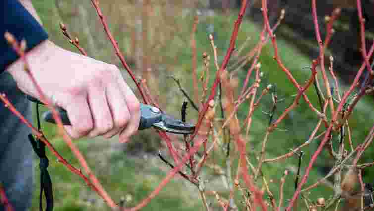 Зимове обрізання рослин: 8 культур, які обов’язково потрібно обробити в грудні
