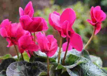 Цикламен в’яне: що робити та як швидко врятувати рослину
