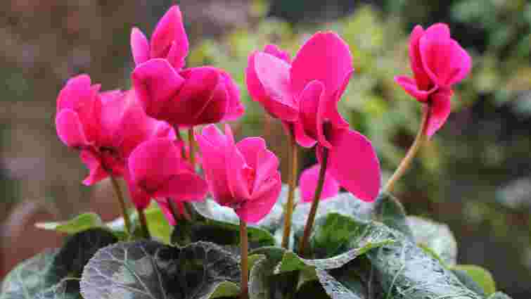 Цикламен в’яне: що робити та як швидко врятувати рослину