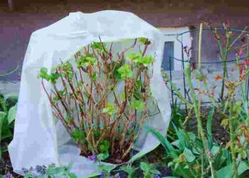 Як надійно вкрити гортензії на зиму: 6 перевірених способів для різних видів кущів