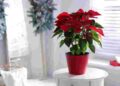 Найулюбленіша різдвяна квітка: як доглядати за пуансетією, щоб не викинути її після свят