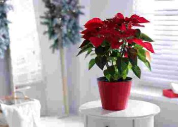 Найулюбленіша різдвяна квітка: як доглядати за пуансетією, щоб не викинути її після свят