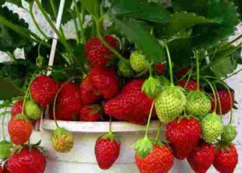 Солодкі ягоди цілий рік: як виростити полуницю у квартирі