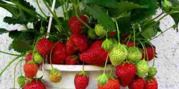 Солодкі ягоди цілий рік: як виростити полуницю у квартирі