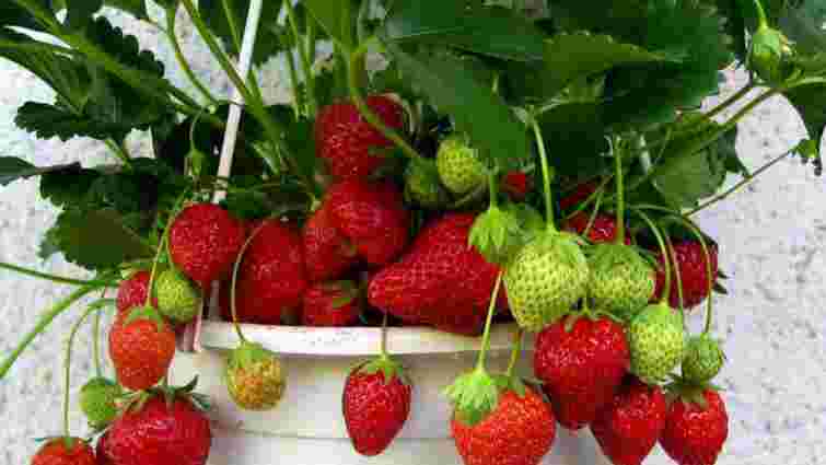 Солодкі ягоди цілий рік: як виростити полуницю у квартирі