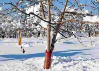 Полив, обрізка, добрива: як захистити вишню та черешню від зимових морозів