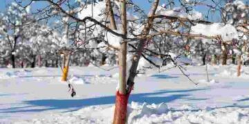 Полив, обрізка, добрива: як захистити вишню та черешню від зимових морозів