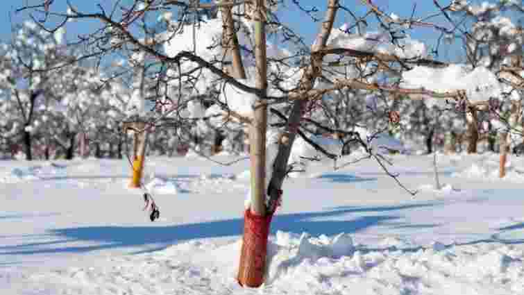 Полив, обрізка, добрива: як захистити вишню та черешню від зимових морозів