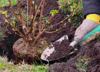 Небезпека для кущів: як грудневе потепління може знищити майбутній урожай