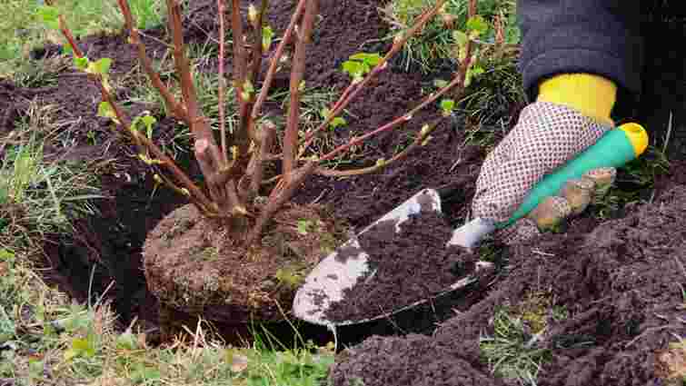 Небезпека для кущів: як грудневе потепління може знищити майбутній урожай