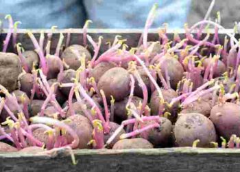 Це небезпечно: чому картопля в погребі почала проростати і як це зупинити