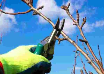 Маєте час з січня по березень: які дерева в саду треба обрізати для щедрого врожаю