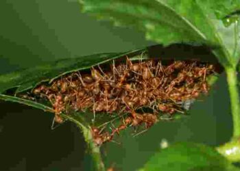 Не так складно, як здається: як позбутися мурах, що завелися у квіткових горщиках