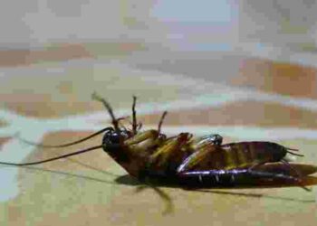 Як позбутися тарганів за одну ніч: простий трюк із бананом, який реально працює