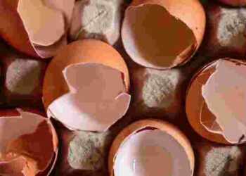 Чудодійний розчин: як зробити добриво для кімнатних рослин з яєчної шкаралупи