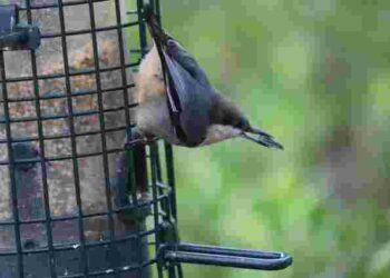 Зерно, насіння чи сало: які продукти варто покласти в пташину годівничку
