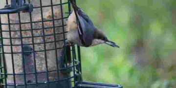 Зерно, насіння чи сало: які продукти варто покласти в пташину годівничку