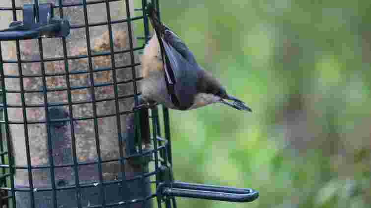 Зерно, насіння чи сало: які продукти варто покласти в пташину годівничку