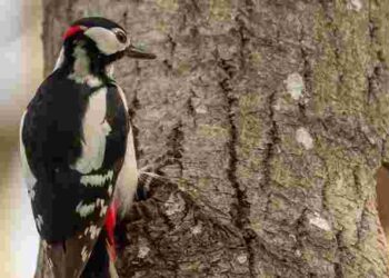 Дятли в саду: як привабити птахів і зберегти врожай природним способом