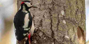 Дятли в саду: як привабити птахів і зберегти врожай природним способом