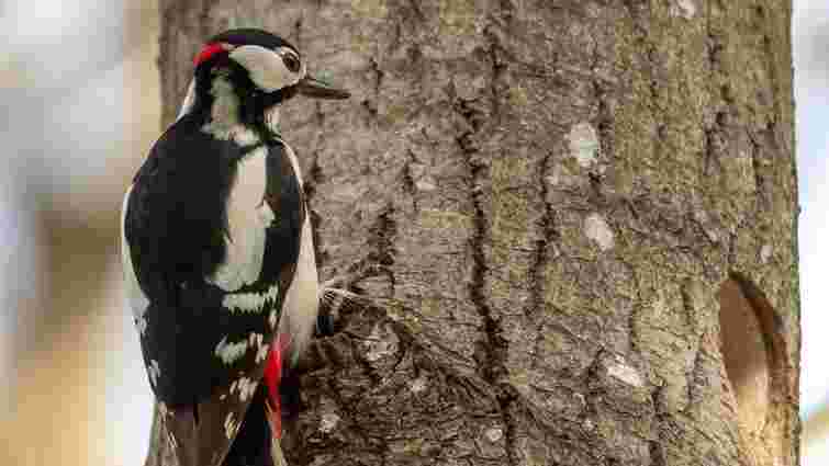 Дятли в саду: як привабити птахів і зберегти врожай природним способом