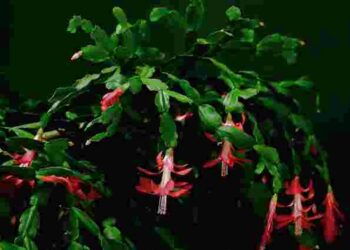 Популярний лайфхак не працює: що потрібно різдвянику для цвітіння замість цукру