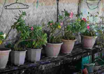 Дуже проста конструкція: як захистити садові вазони від тріщин взимку