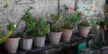 Дуже проста конструкція: як захистити садові вазони від тріщин взимку