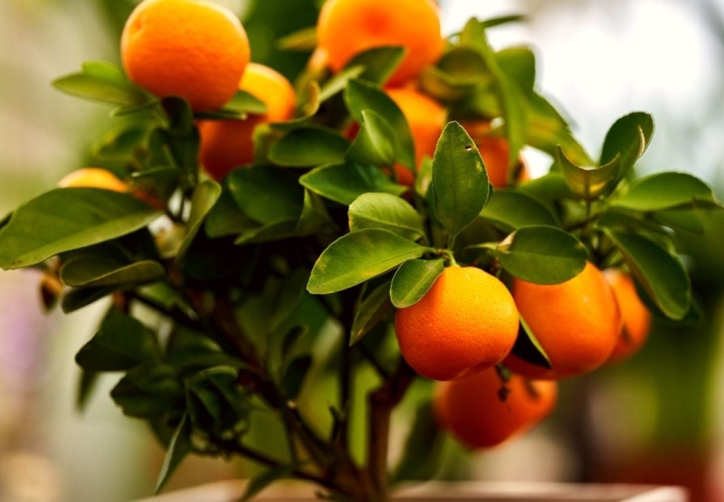 Не лише квіти: 9 фруктових дерев, які можна виростити просто у квартирі