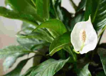 Чому у спатифілума чорніють листки: 6 причин і як швидко виправити