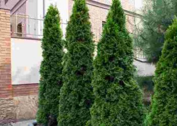 Приховані ризики для дому: чому не можна висаджувати ялинку біля дому