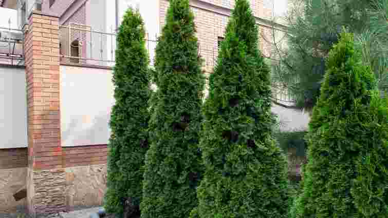 Приховані ризики для дому: чому не можна висаджувати ялинку біля дому