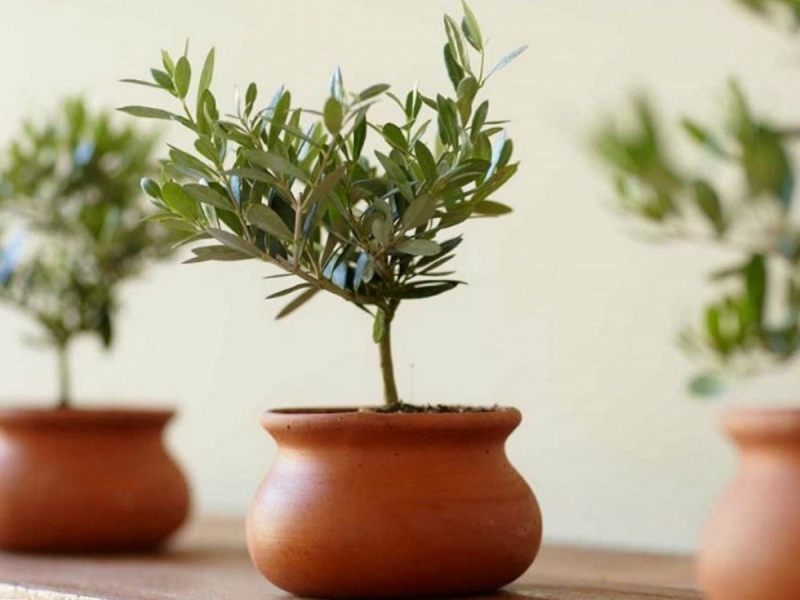 Не лише квіти: 9 фруктових дерев, які можна виростити просто у квартирі