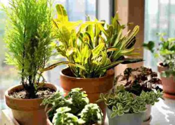 Це їх убʼє: чим в жодному разі не можна підживлювати кімнатні рослини