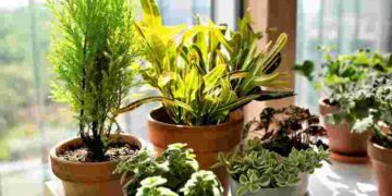 Це їх убʼє: чим в жодному разі не можна підживлювати кімнатні рослини