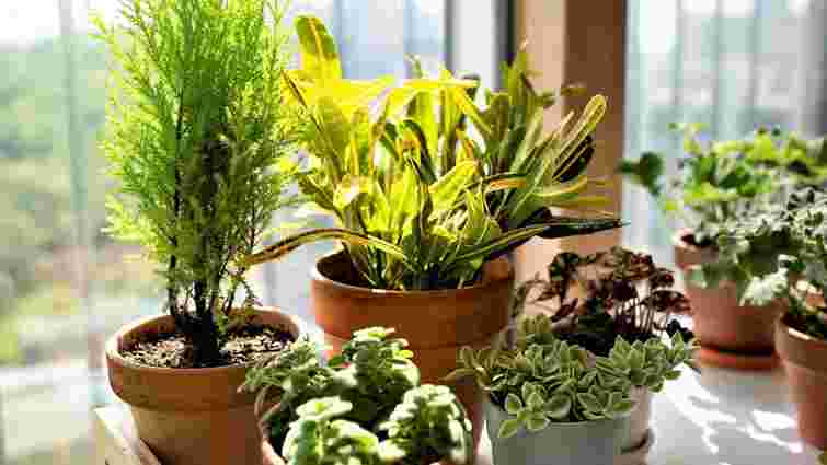 Це їх убʼє: чим в жодному разі не можна підживлювати кімнатні рослини