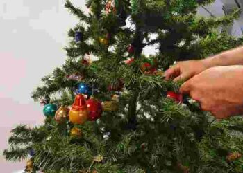 З новорічною ялинкою принесли павуків: як їх можна позбутися за кілька годин