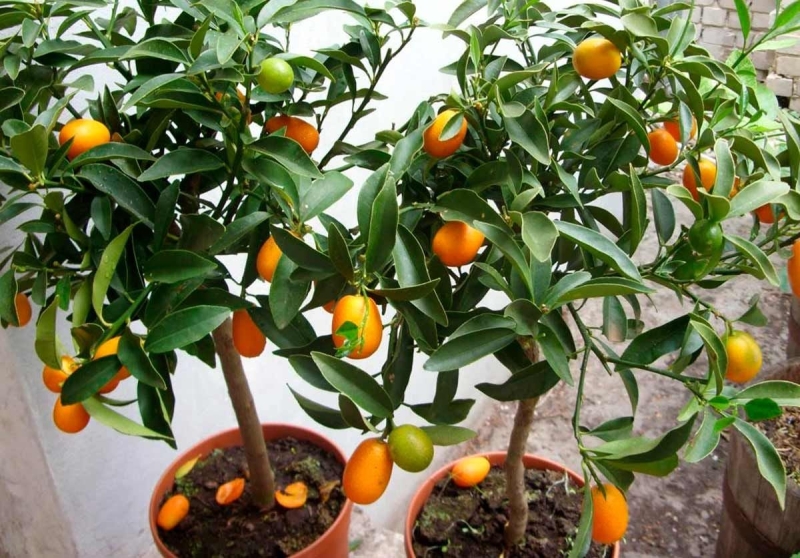 Не лише квіти: 9 фруктових дерев, які можна виростити просто у квартирі