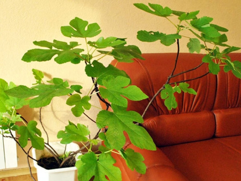 Не лише квіти: 9 фруктових дерев, які можна виростити просто у квартирі