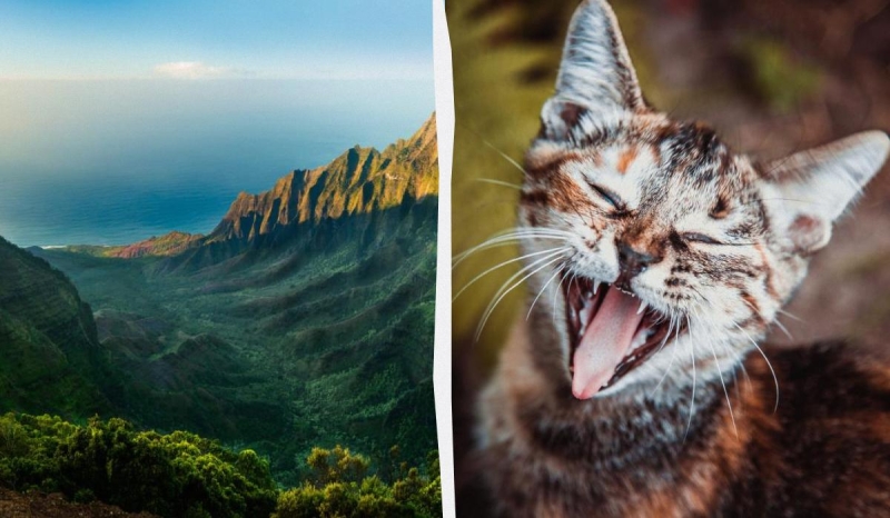 На найбільшому острові Гаваїв заборонили годувати бездомних котів