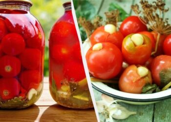 Неймовірні квашені помідори з гірчицею: рецепт на мільйон – усі хочуть добавки