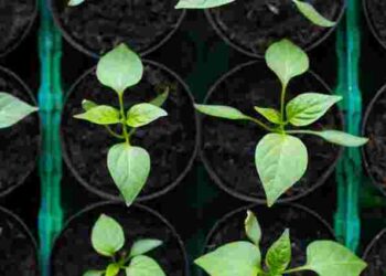 Найкращий час: у які дні січня садити перець на розсаду за місячним календарем