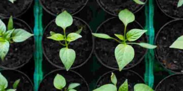 Найкращий час: у які дні січня садити перець на розсаду за місячним календарем